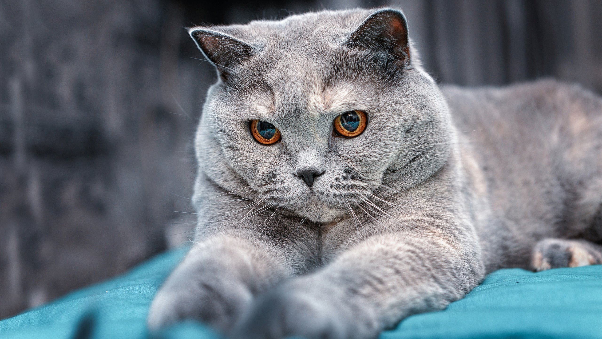 爱游戏体育平台-“逆转奇迹”：逆境中保持冷静的运动员故事，逆境中成长的运动员