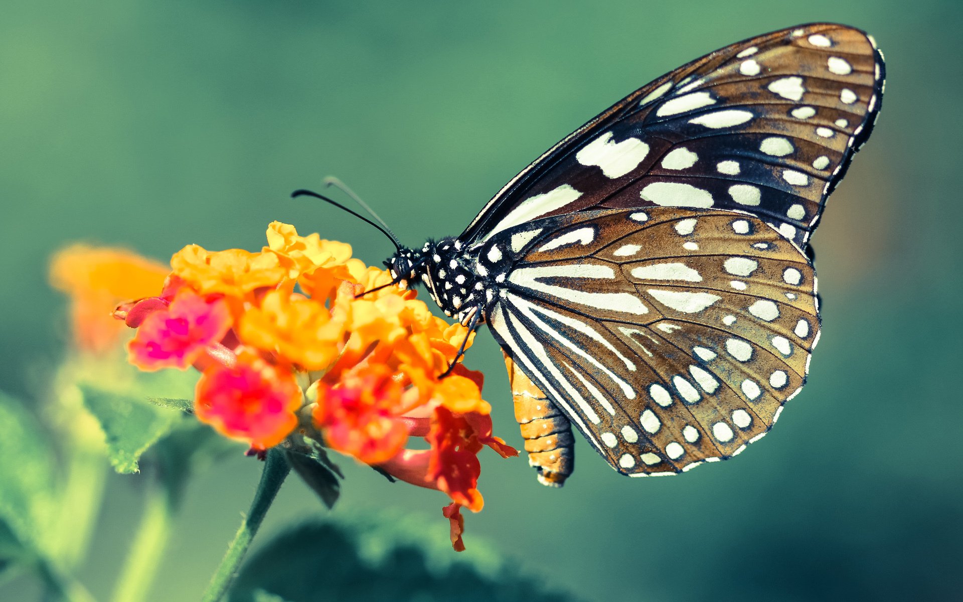 -《绝地求生》赛事观众职业分布：学生、白领与自由职业者的电竞参与