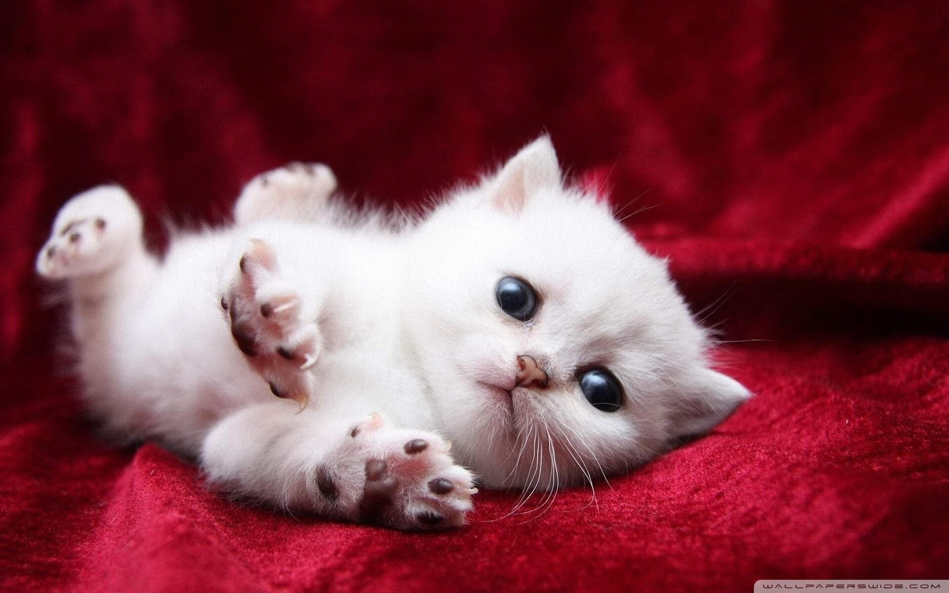 爱游戏电竞官网-历史对比：过去与现在的冠军争夺，历史和现在对比