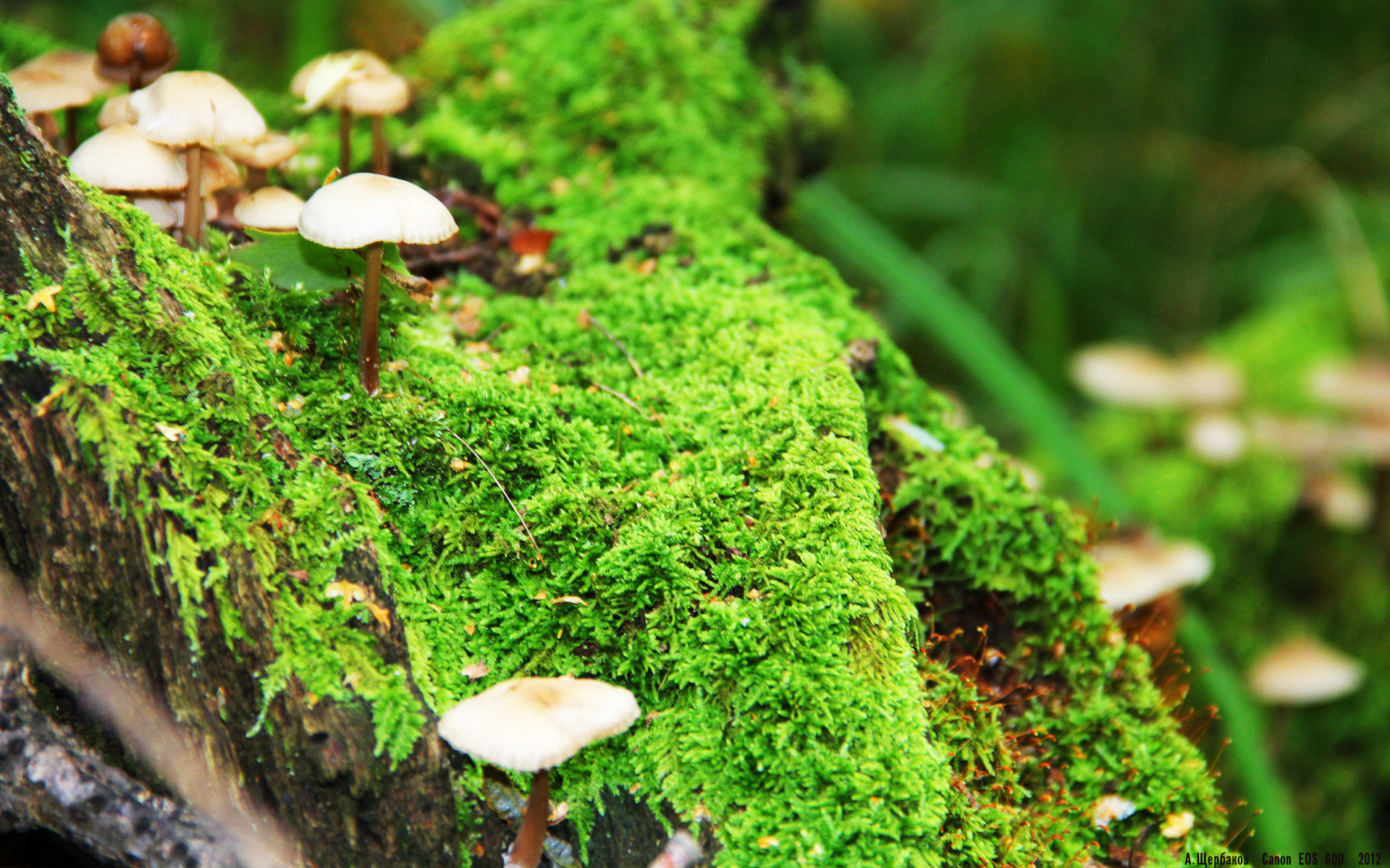 爱游戏中国官方登录入口网站-球迷狂热：疯狂应援让比赛高潮不断，球迷欢呼视频