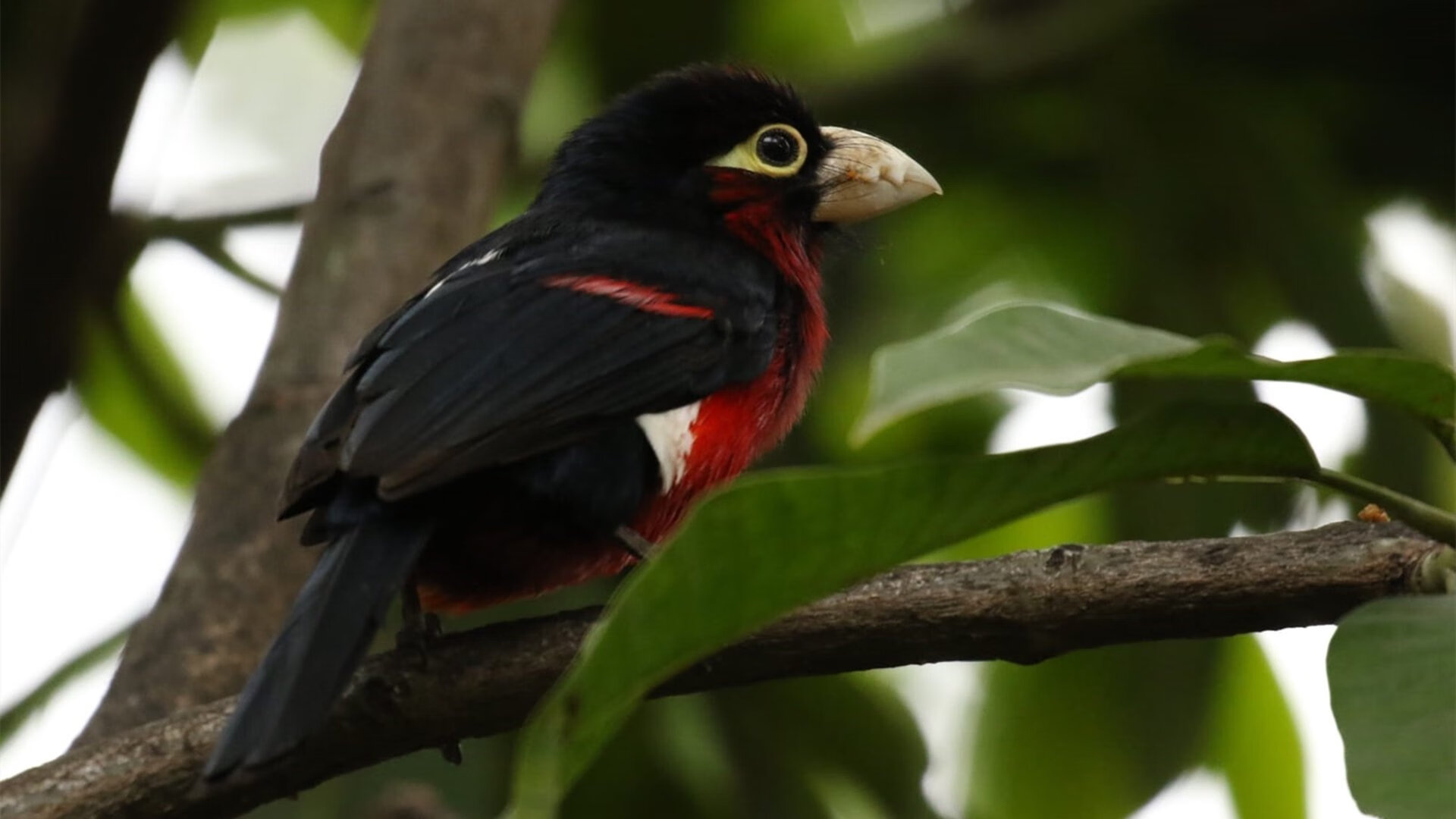 爱游戏体育-维尼修斯连续4场进球，讲述皇马锋线火力的秘密，威尼修斯皇马