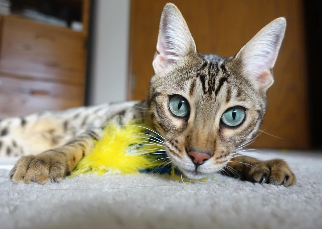 爱游戏体育-西甲：皇马稳居榜首，巴塞罗那紧追不舍，以钢铁防线逆转巴萨,没有c罗的皇马终于封王西甲