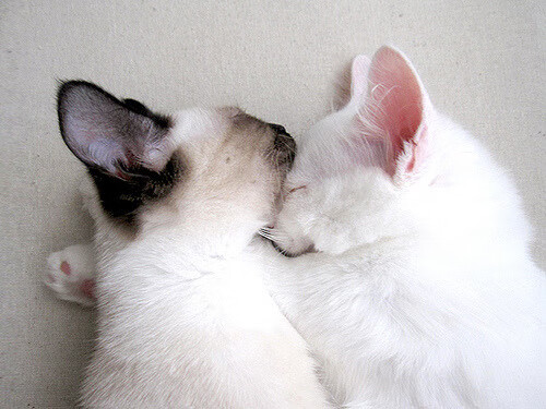 中国足球的球员职业生涯规划，中国足球职业化进程