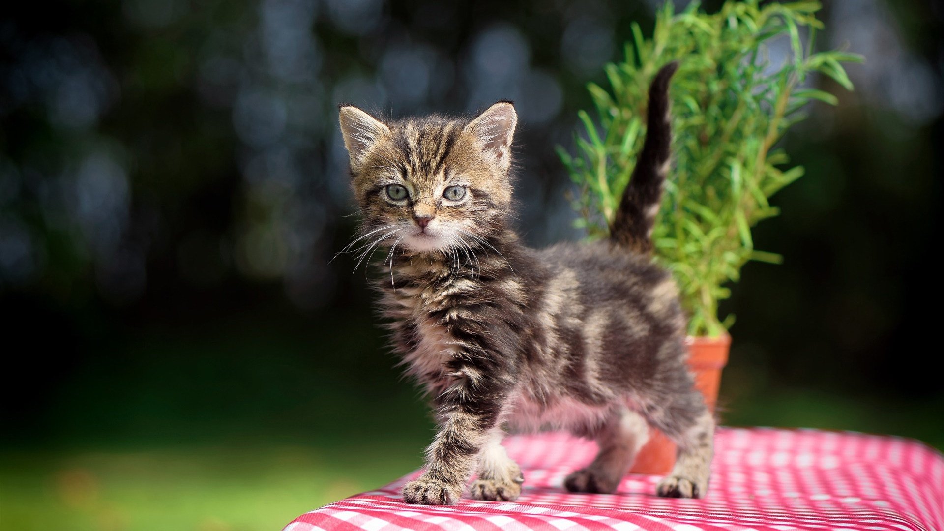 爱游戏登录入口-巴萨欧冠小组赛六战全胜晋级16强，巴萨欧冠八强战