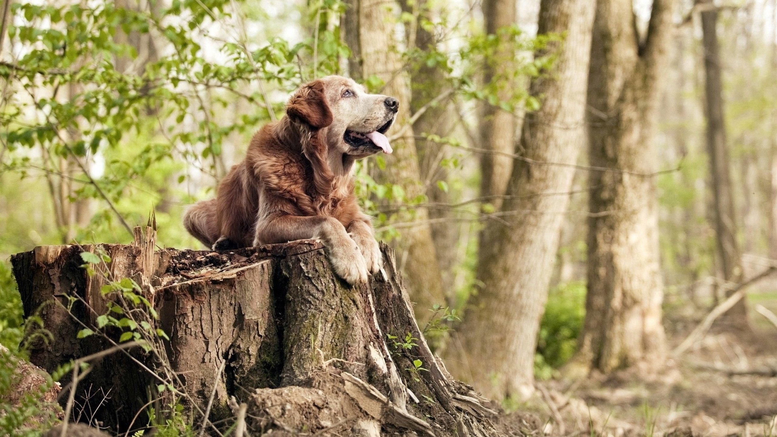 布莱顿防线坚固，海鸥军团目标高位，布莱顿为什么叫海鸥