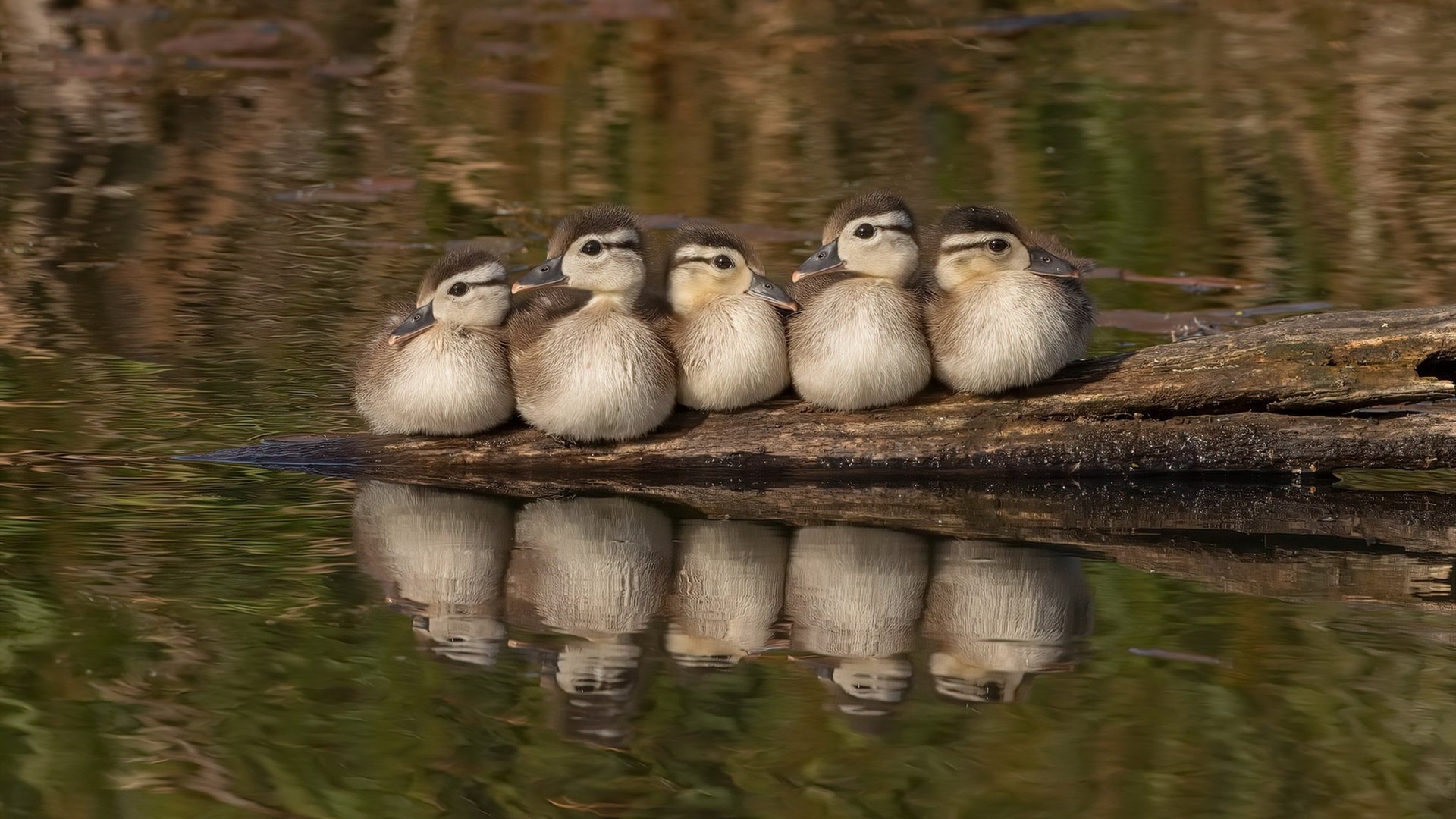 AYX SPORTS-红海部落：多特蒙德将挑战雄心沙尔克，多特蒙德hazard