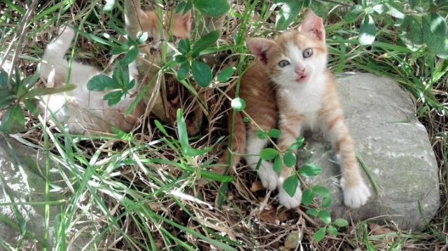 爱游戏平台-葡萄牙国家队备战世界杯，抢夺冠军，葡萄牙参加世界杯