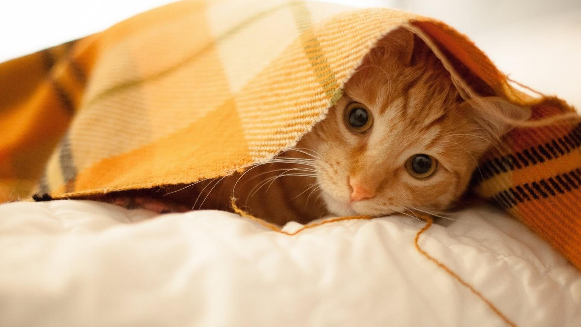 AYX体育官网-足球比赛现场掌声不断，气氛热烈，足球赛场上观众人声鼎沸