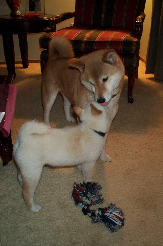 世界围棋赛落子如飞对决引人入胜，世界围棋赛决赛视频