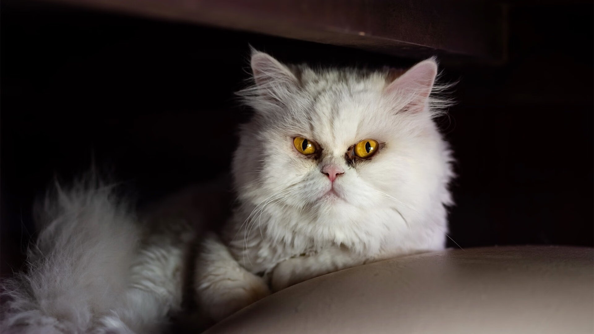 冬奥文化展吸引游客体验冰雪运动魅力,冬奥会冰雪活动策划书