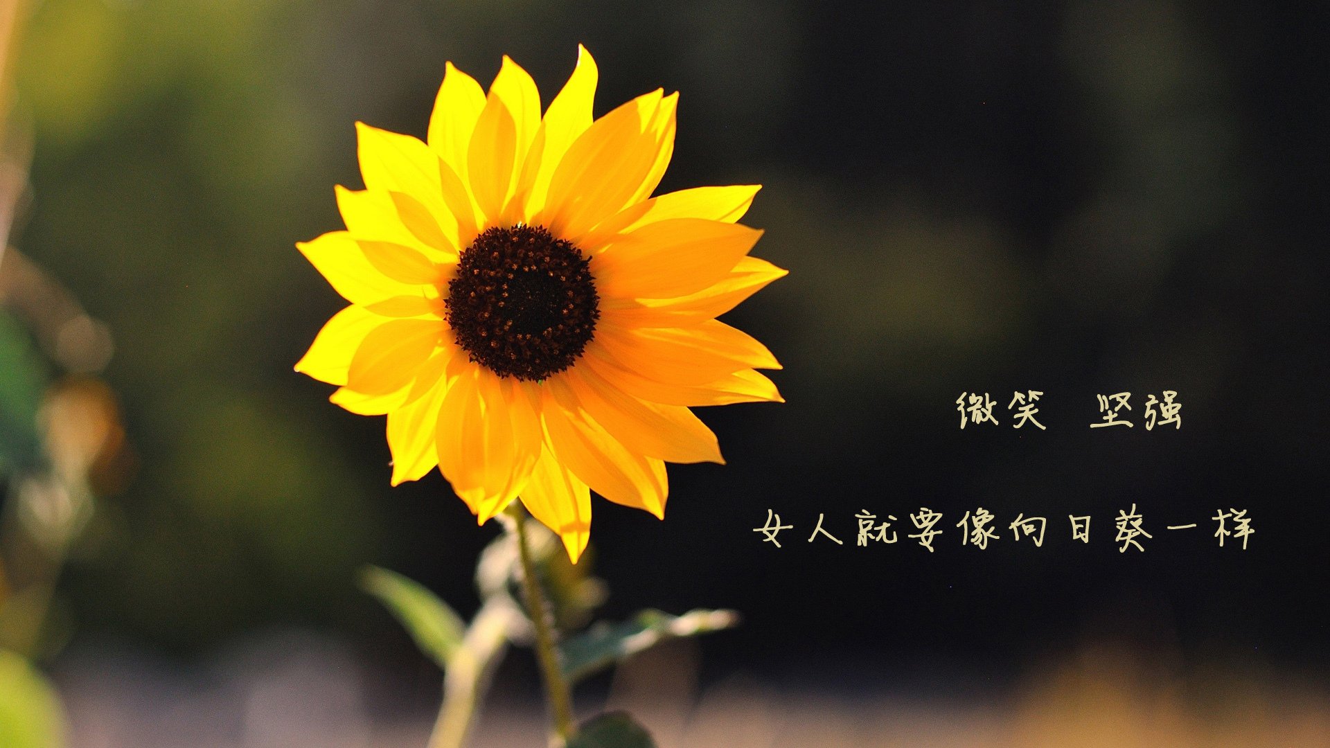 2026世界杯赛场打造高科技智能座椅,提升观众体验,世界杯威力智能站