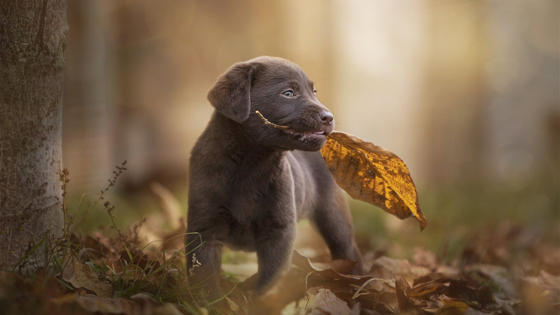 爱游戏娱乐平台-中国足球职业联赛球员体能监测智能化，足球队体能测试