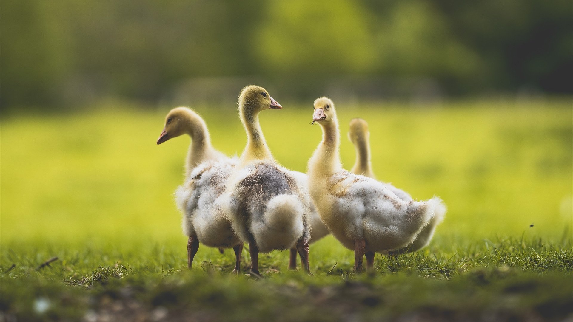 仰泳赛场南非表现持续稳定,仰泳项目