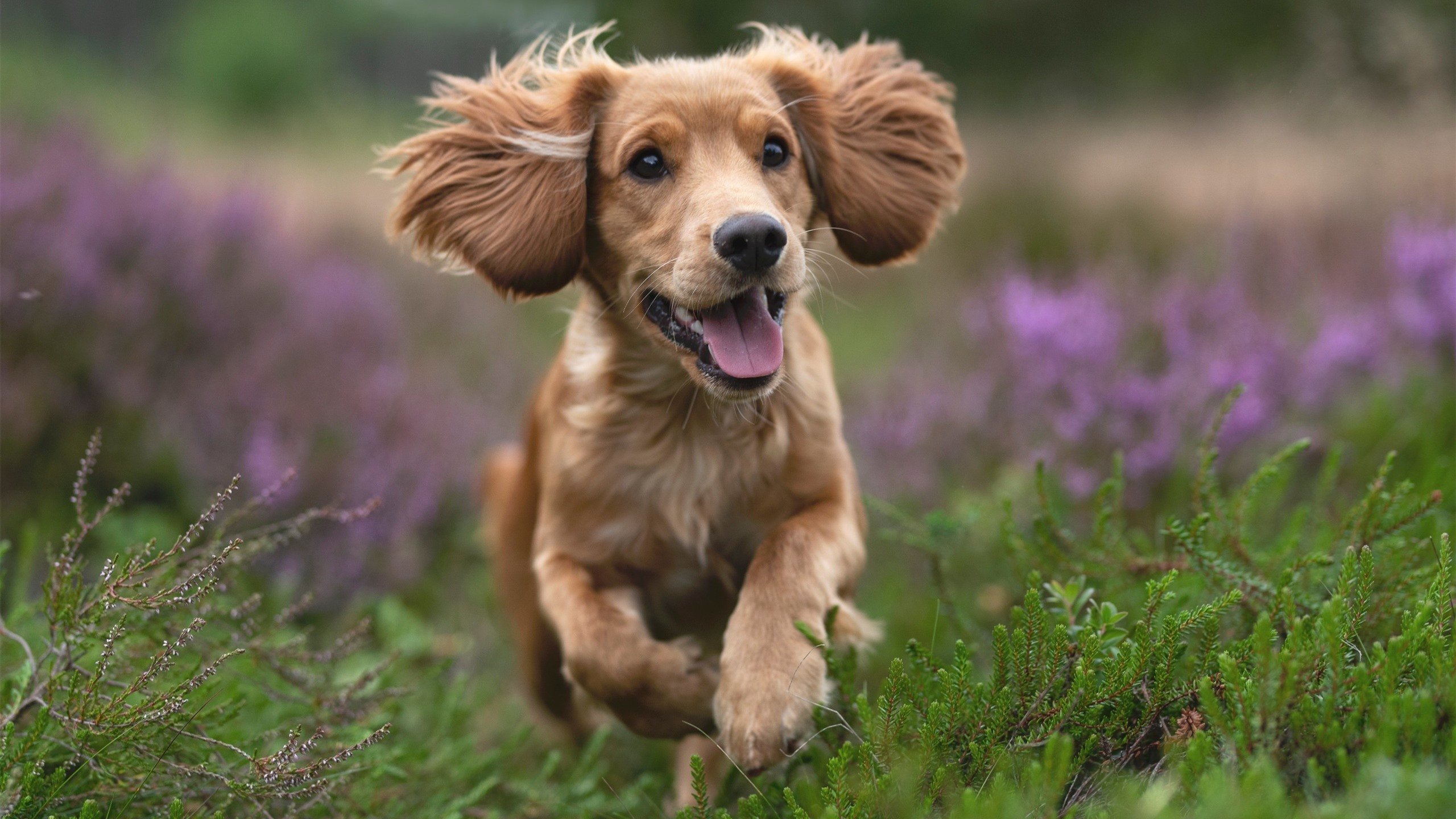 地方篮球发展基金加大支持促进青训和基层篮球发展,关于建立青少年篮球训练基地