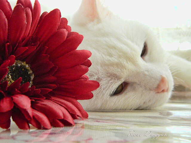 塞内加尔男篮在非洲锦标赛中争夺冠军，打造非洲篮球新航标，塞内加尔非洲杯大名单