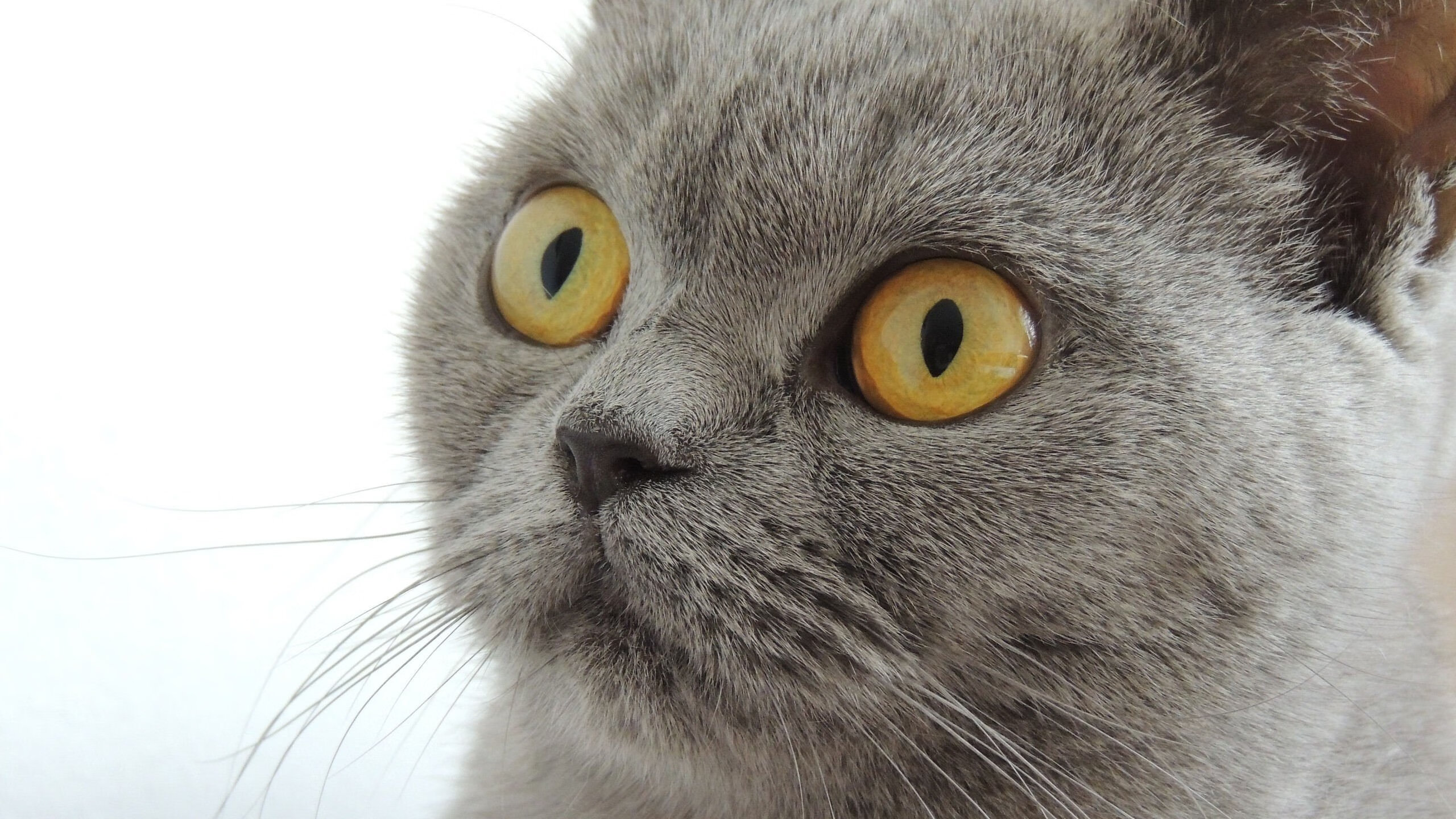 爱游戏app下载-曼联球迷设计纪念队徽引发热潮，曼联队徽介绍