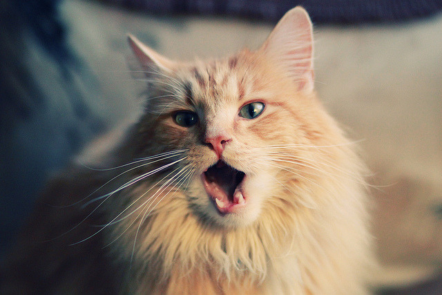 朱婷分享奥运经验鼓励年轻球员,朱婷谈奥运