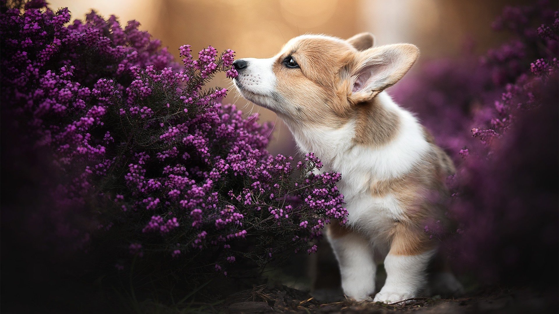 爱游戏娱乐平台-澳洲队稳定发挥成为夺冠重要保障，澳洲联赛什么时候开始