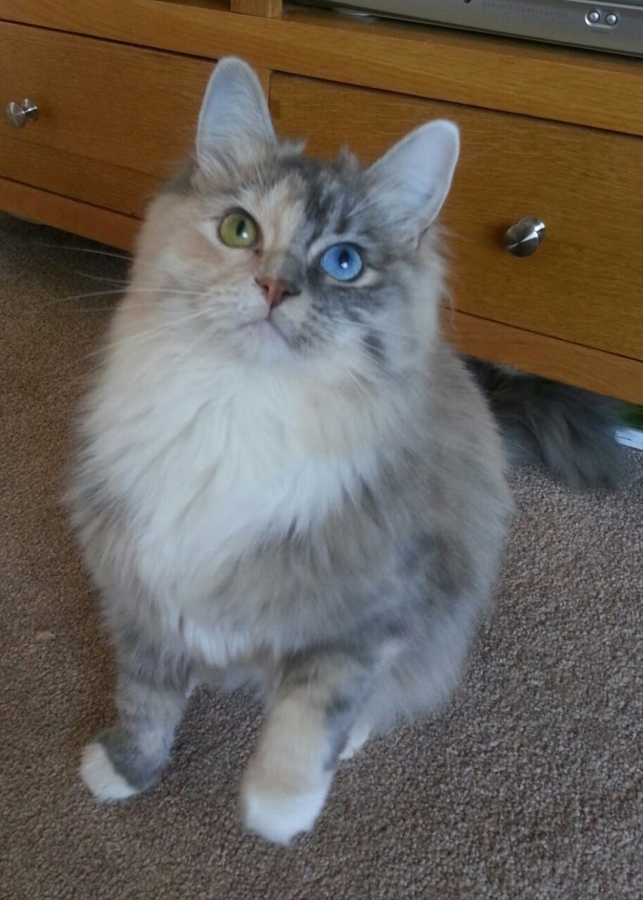 AYX体育官网-美国混合接力赛道上续写辉煌历史，美国田径混合接力