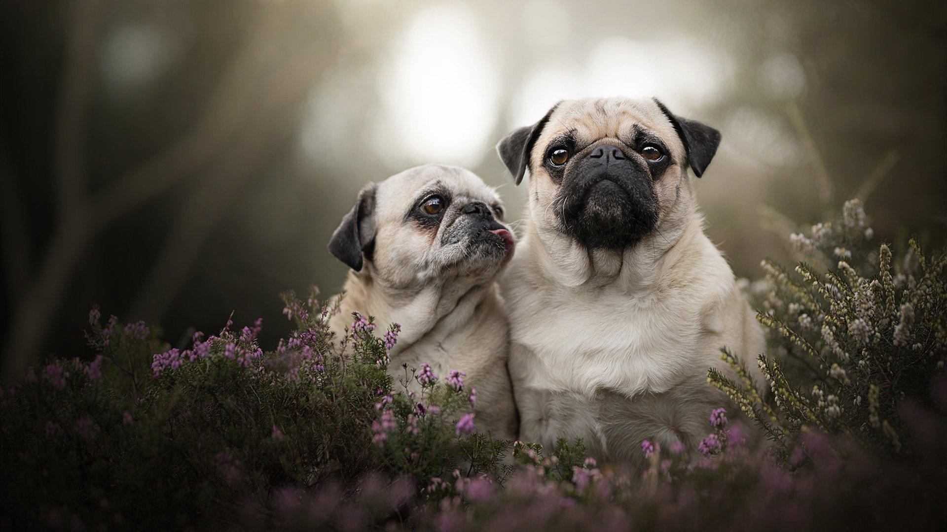 爱游戏中国官方网站平台-美洲杯英雄集结：明星拼搏，精彩纷呈，美洲杯角色